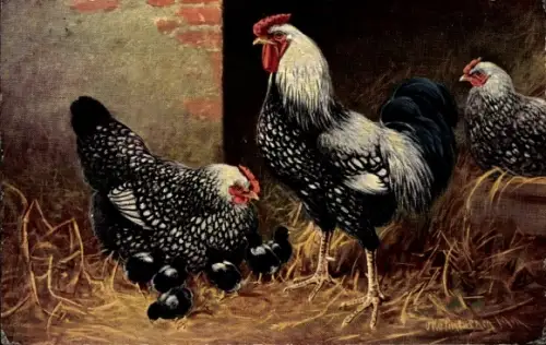 Künstler Ak Rassehühner, Küken, Hahn