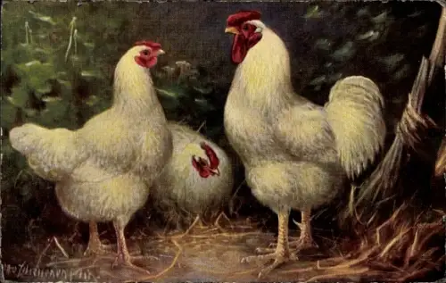 Künstler Ak Rassegeflügel, Hühner