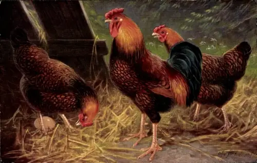 Künstler Ak Gold Wyandottes, Portrait der Hühnerrasse, Hahn, Hennen, Ei