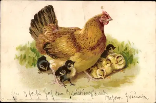 Litho Henne, Küken