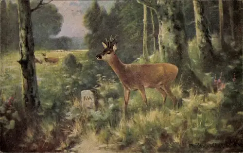 Künstler Ak Junger Hirsch im Wald