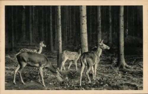 Ak Im nächtlichem Wald, Rehe