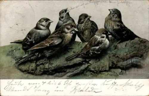 Ak Vögel, Spatzen