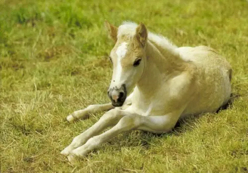 Ak Pferd, Fohlen, Tierportrait