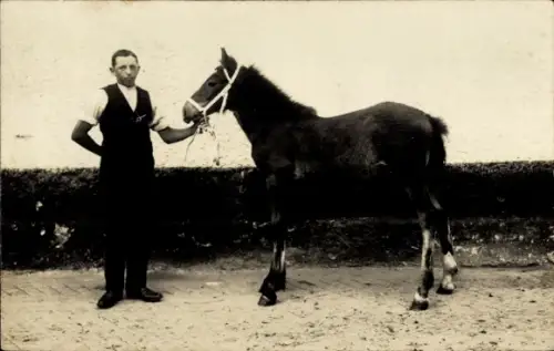 Foto Ak Mann neben einem jungen Pferd, Pferdehof