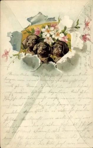 Ak Hunde, Dackel, Blumen