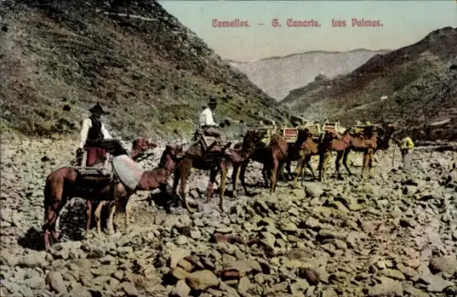 Ak Las Palmas de Gran Canaria Kanarische Inseln, Camellos, Kamele, Karawane