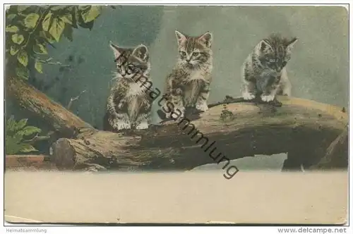 Katzen auf einem Baumstamm ca. 1900 - HSM 8047
