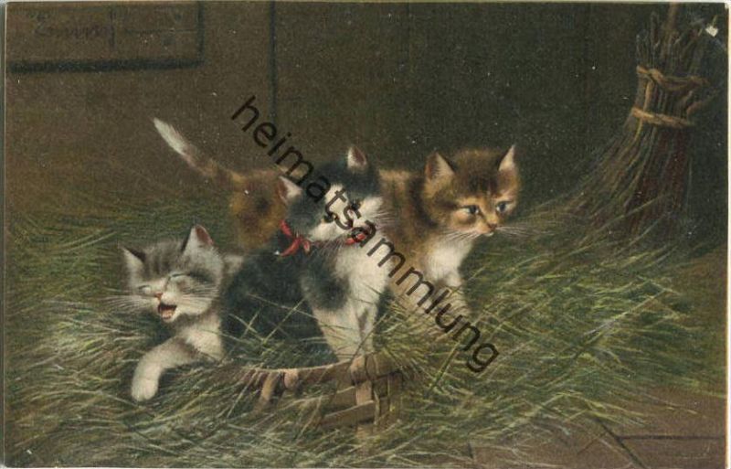Katzen Babys Künstlerkarte Beschrieben 1903