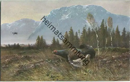 Jagd - Auerhahn - signiert Müller jun. München - Künstleransichtskarte ca. 1900 - coloriert