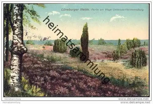 29320 Unterluss-Hermannsburg - Lüneburger Heide - Waldweg