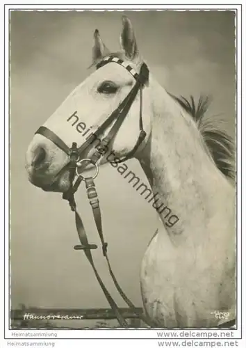 Pferd - Hannoveraner - Foto-Einzelhandabzug - Popp-Verlag Heidelberg Nr. 1642 - Aufnahme Dipl-Ing. Popp