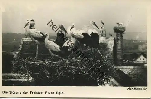 Rust - Die Störche der Freistadt - Foto-AK - Verlag Karl Allmann Rust - Rückseite beschrieben 1954