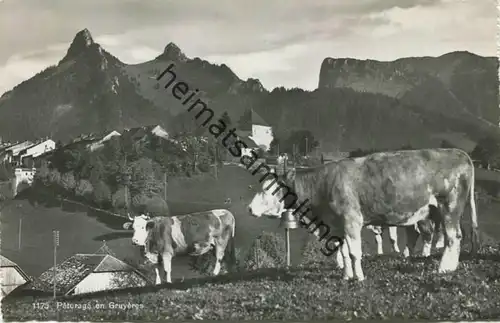 Paturage en Gruyeres - Foto-AK - Edition O. Sartori Lausanne gel. 1954