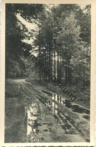 Zühlsdorfer Forst - Foto-AK 40er Jahre