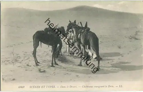Scenes et Types - Dans les Desert - Chameaux mangeant le drin