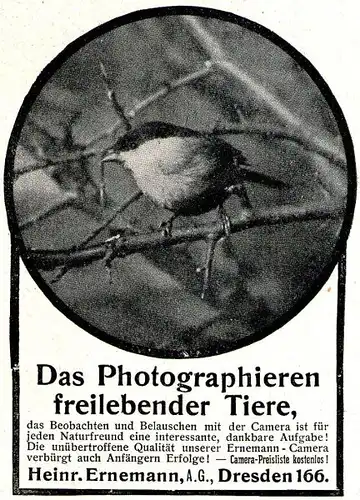 10 x Original-Werbung/ Anzeigen 1909 bis 1969 - VÖGEL - Größe unterschiedlich