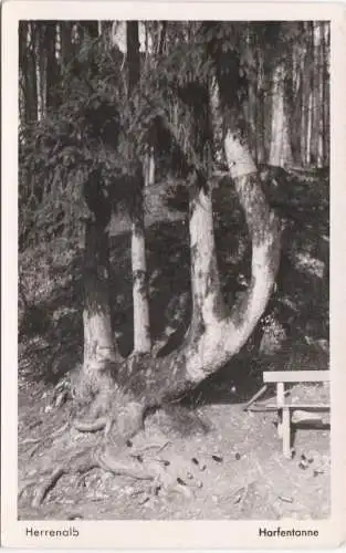 [Ansichtskarte] Herrenalb - Harfentanne. 