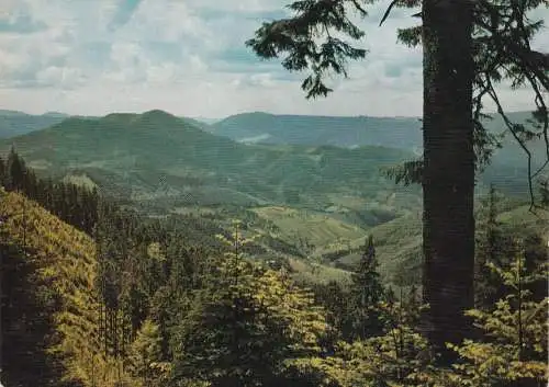 [Ansichtskarte] Im Schwarzwald. 