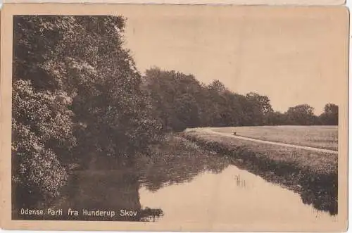 [Ansichtskarte] ODENSE. Parti fra Hunderup Skov. 