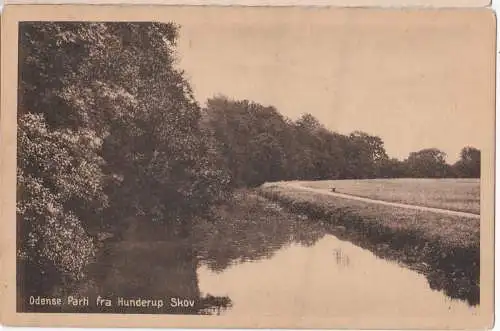 [Ansichtskarte] ODENSE. Parti fra Hunderup Skov. 