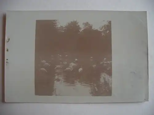 Alte AK Fotokarte St. Bad Oeynhausen Flamingos 1912 [F628]