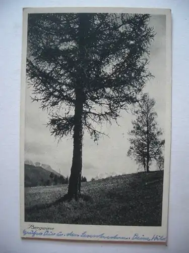 Alte AK Bergwiese Aufn. P. Ohle Bäume Berge [W16]