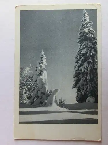 Alte AK Grußkarte Tannen Schnee Winter [aK771]