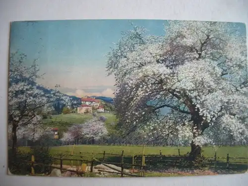 Alte AK Künstlerkarte Obstblüte in Tirol [aC295]