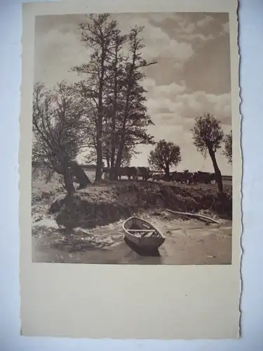 Alte AK Naturfotografie Boot Kahn Kühe Wasser  [aD163]