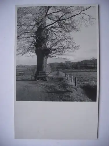 Alte AK Naturfotografie Weg Baum Bank [aD192]