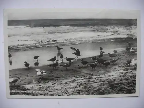 Alte AK Möwen am Meeresstrand [aD102]
