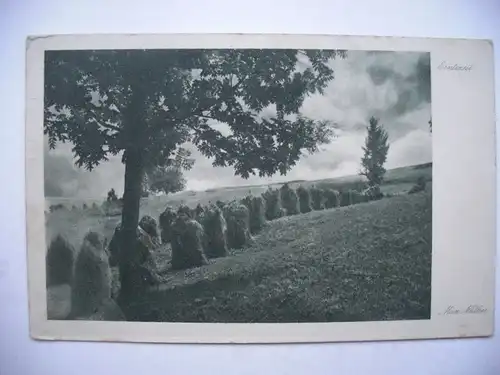 Alte AK Erntezeit Max Nähter Baum Wiese Heu [aD233]