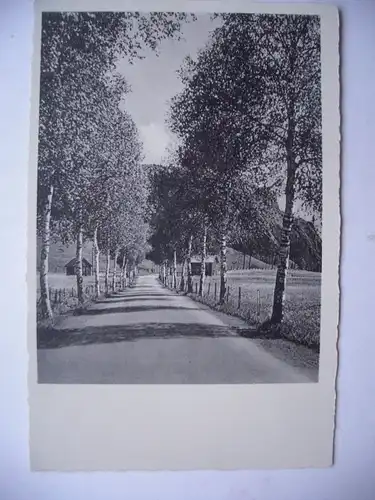 Alte AK Naturfotografie Allee Birken Weg Straße [aD234]