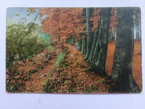 Alte AK Wald Bäume Herbst [aT186]