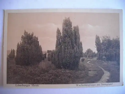 Alte AK Lüneburger Heide Wacholdergruppe am Steingrund [C457]