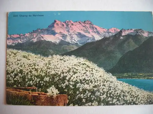 Alte AK Champ de Narcisses Schweiz Lausanne ? [C768]