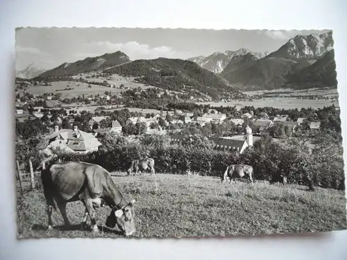 Alte AK Pfronten im Allgäu Kuh Kühe [A837]