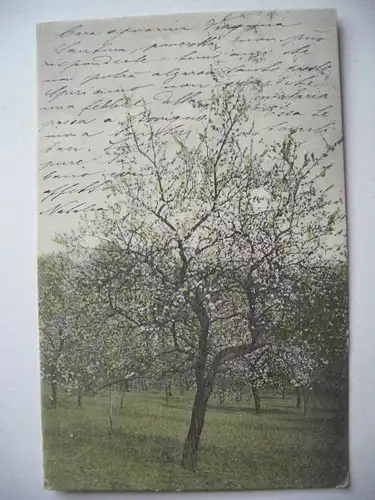 Alte AK Grußkarte Baum blühende Obstbäume  [A796]