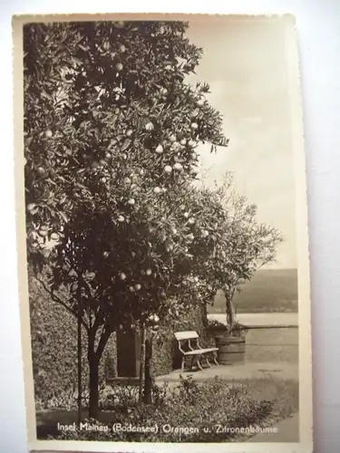 Alte AK Insel Mainau Bodensee Orangen und Zitronenbäume [B12]