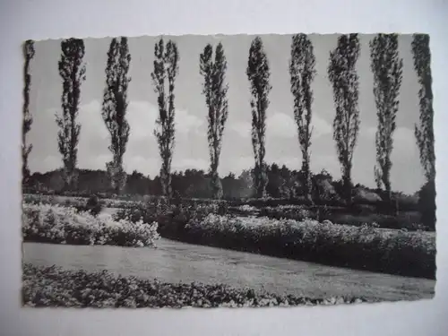 Alte AK Pinneberg Rosenstadt Rosengarten [R158]