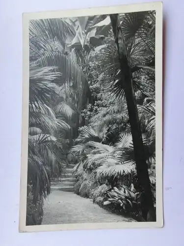 Alte AK Frankfurt Palmengarten [aS355]