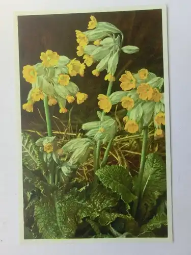 Alte AK Kunstpostkarte Schlüsselblume 1945 [aU40]