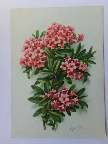 Alte AK Kunstpostkarte Alpenrose [aU49]