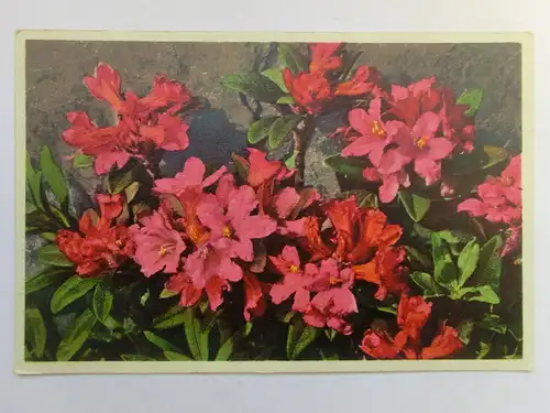 Alte AK Kunstpostkarte Alpenrose [aU50]