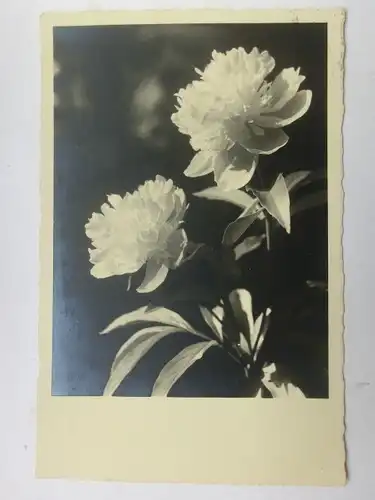 Alte AK Grußkarte Pfingstrosen [aU55]