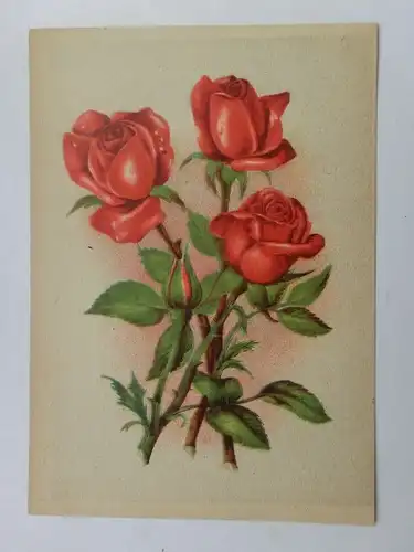Alte AK Grußkarte Rosen [aU80]