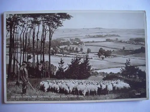 Alte AK The South Downs Worthing Schafe Schafherde [B928]