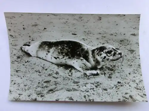 Alte AK Seehund im Watt Nordsee [aP799]
