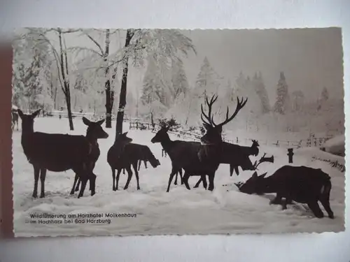 Alte AK Bad Harzburg Wildfütterung Hotel Molkenhaus [aA556]